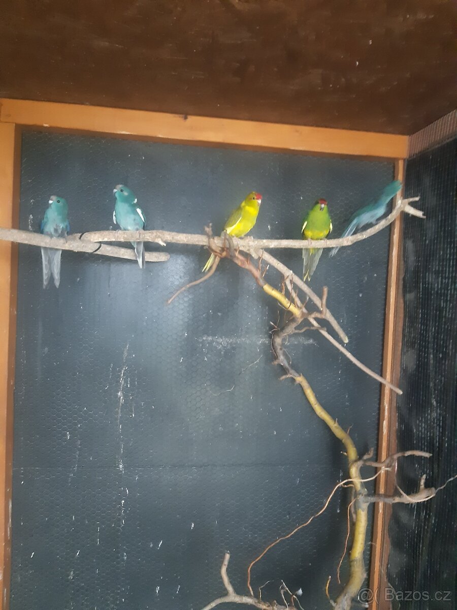kakariky - 4