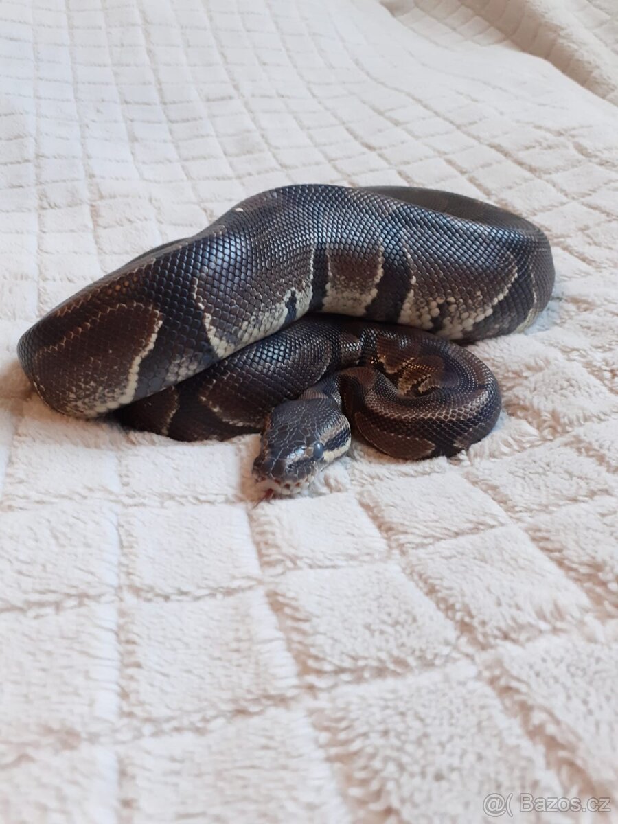 Užovky červené, krajta královská - 4
