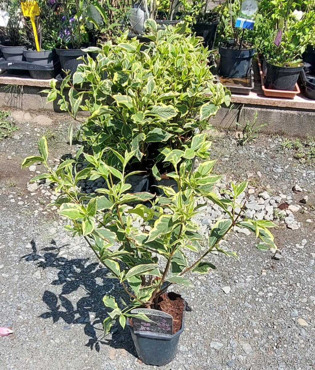 Vajgélie (Weigela) 'Nana variegata' - 4