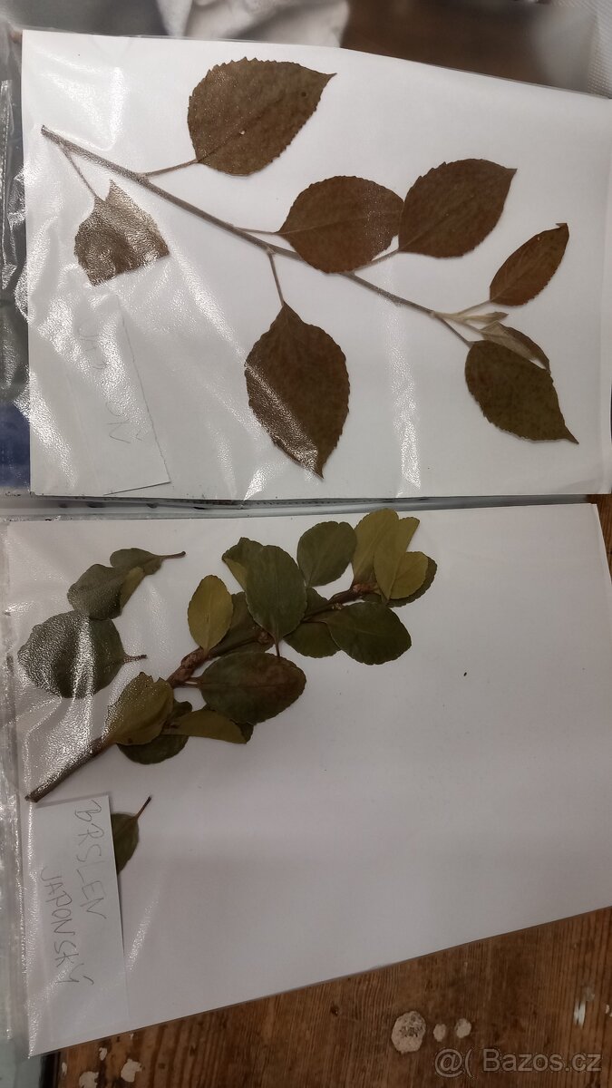 Herbář rostlin - 4