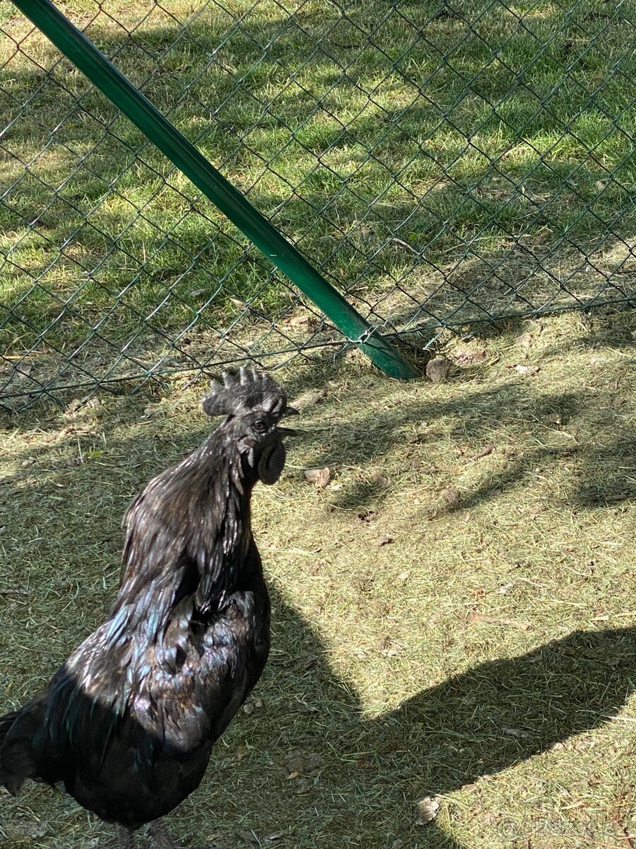 Kohout AYAM CEMANI se - 4