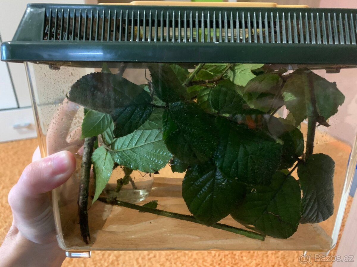 Strašilky australské - 4