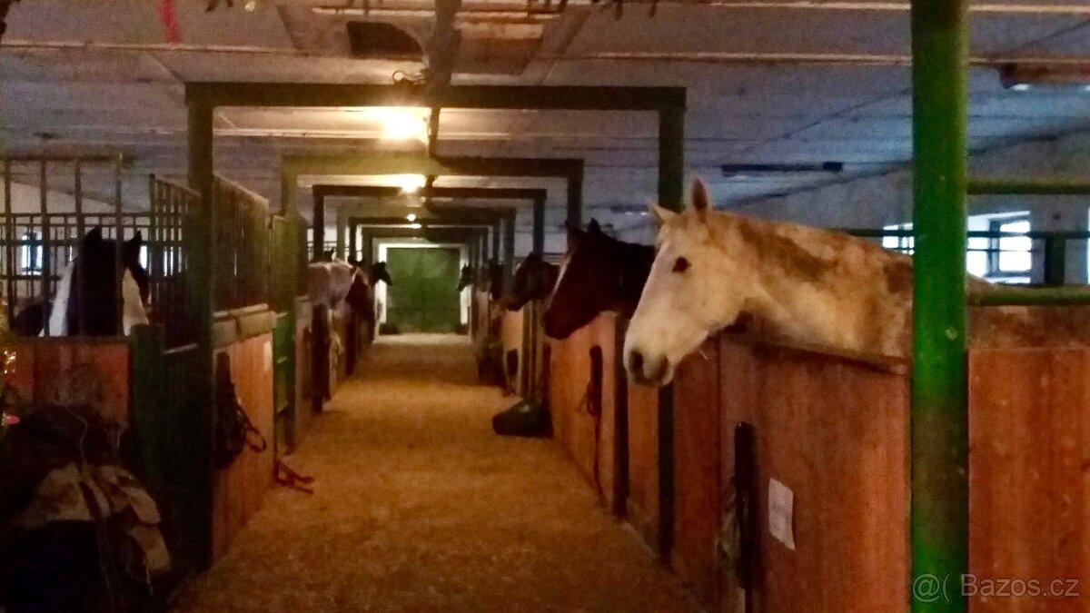 Ustájení koní - 4