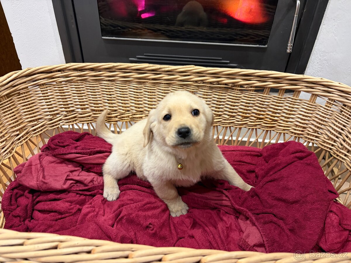 Labradorský retriever bez PP - 4