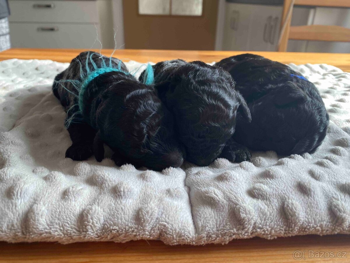 Pudl střední černý - 4