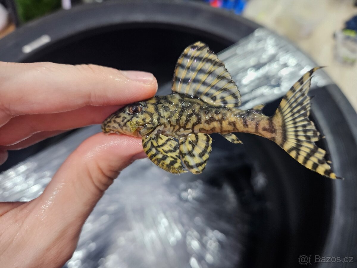 L 236 Super Yellow - chovné páry - 4