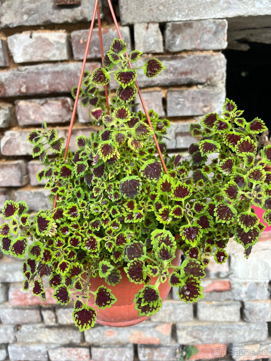 Africké kopřivy - 4