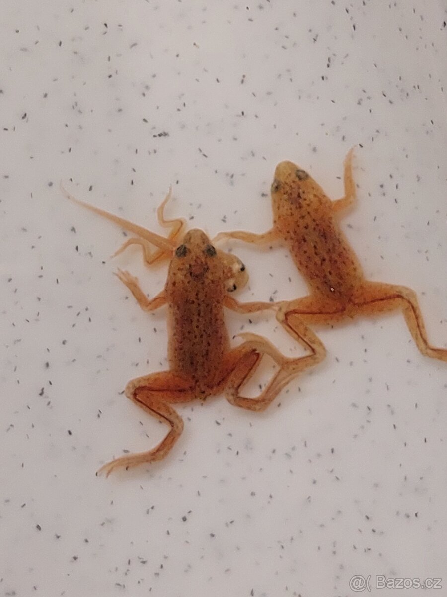 Drápatečka sp a gold - 4