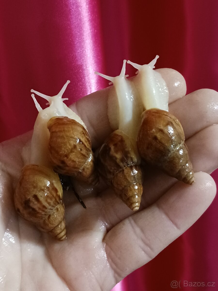 Afričtí šnečci - 4