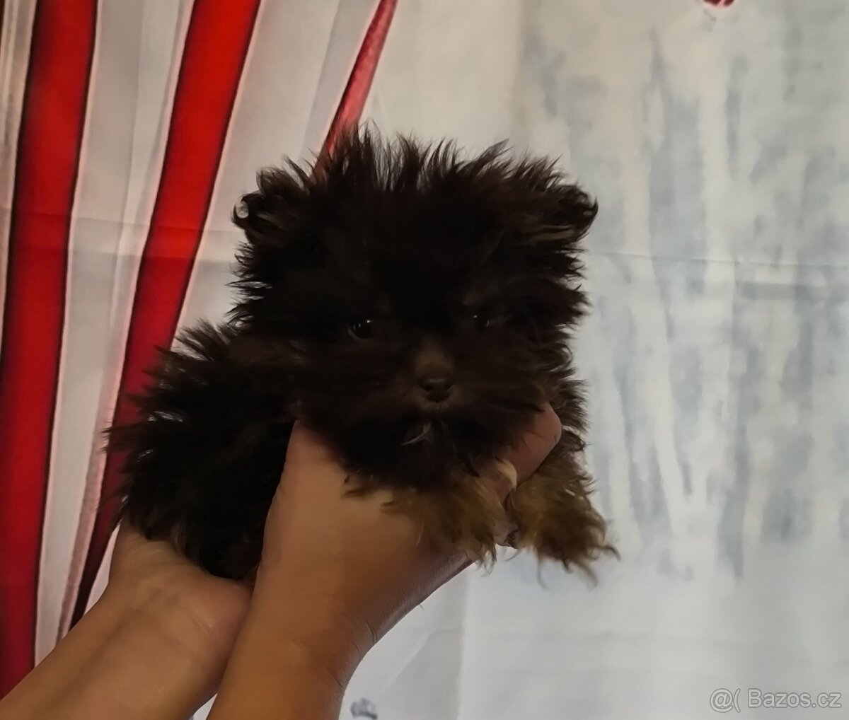 Yorkshire teriér s PP, jorkšírský teriér s PP - 4