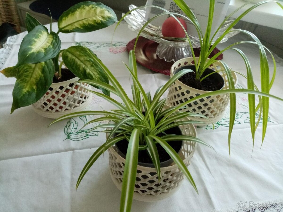 Pokojové, mladé rostliny, nenáročné - 4