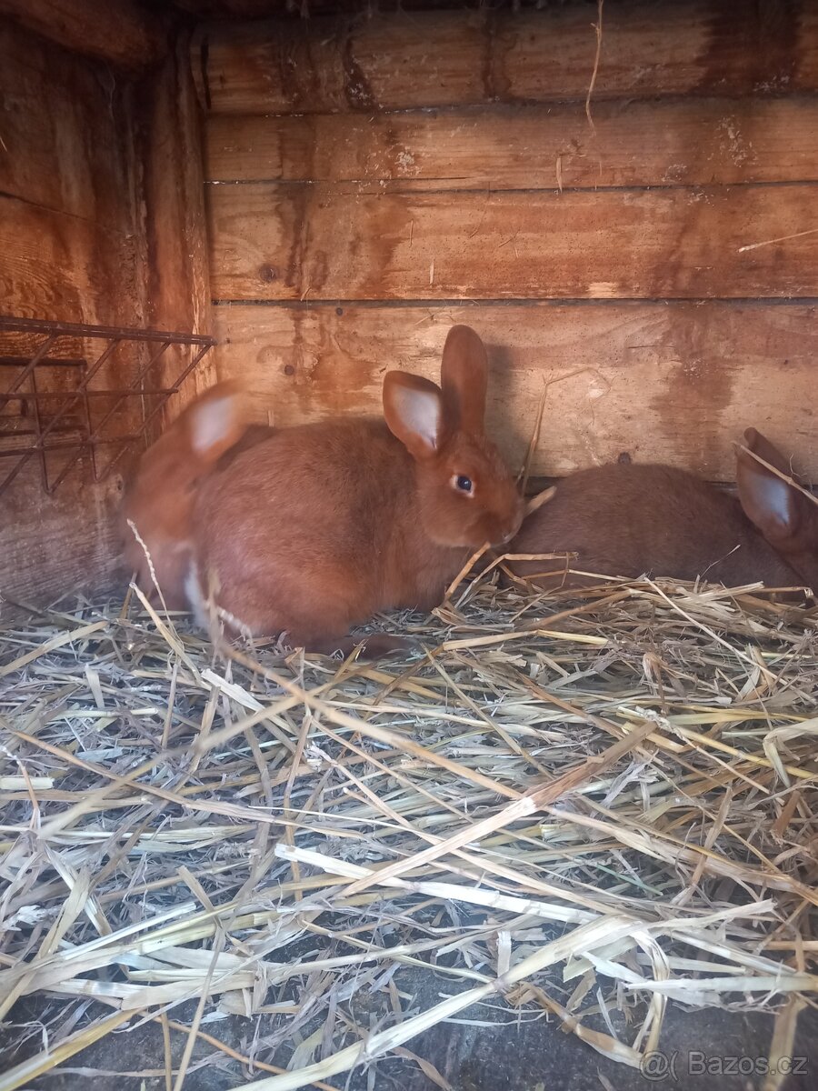 Novozélandský červený - 4