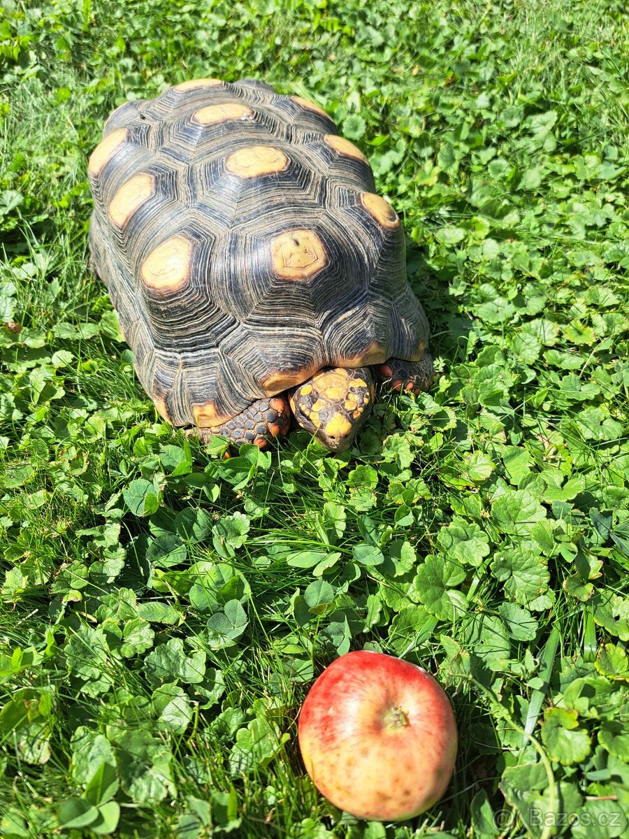 Želva Uhliřska - 4