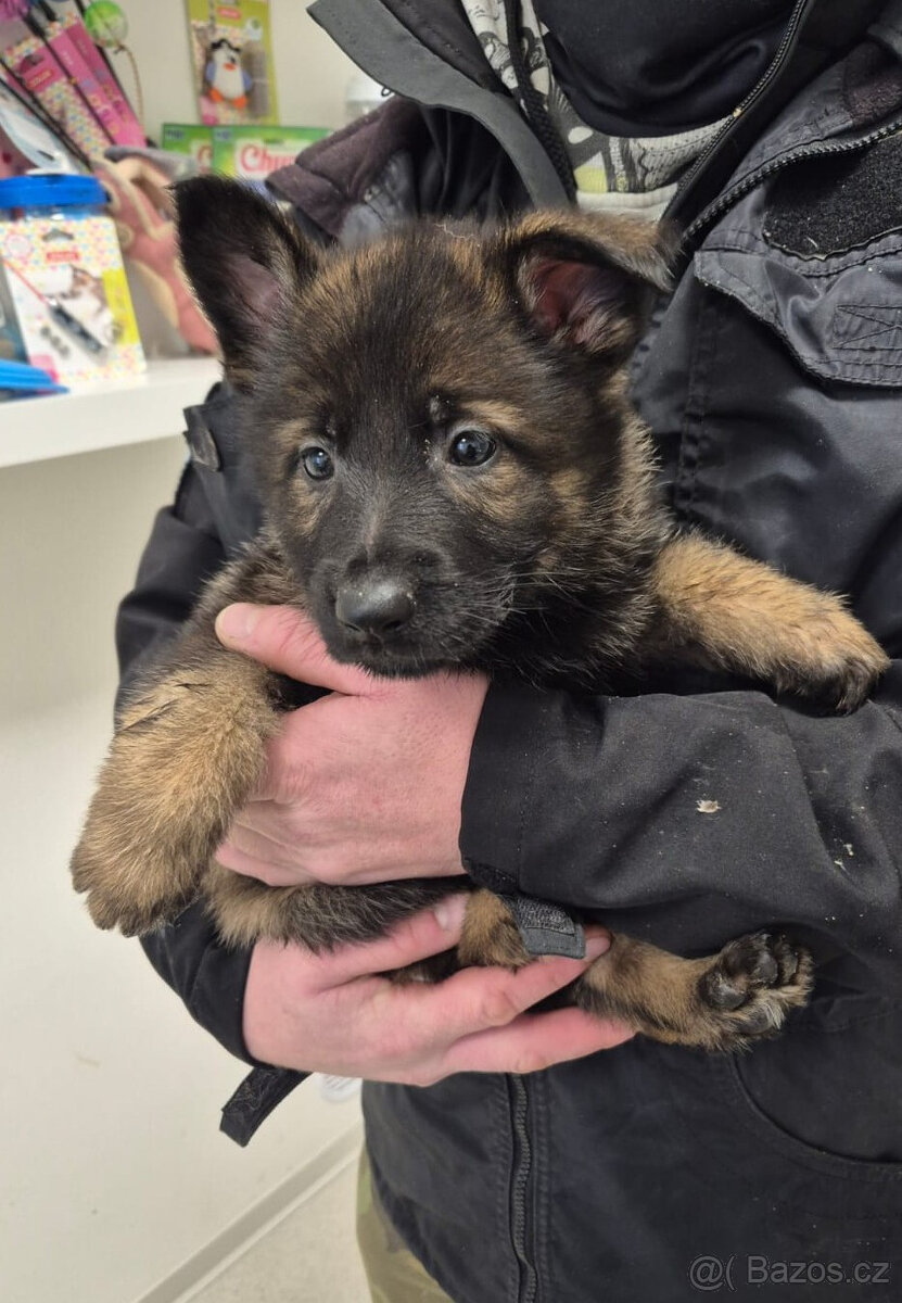 ŠTĚNĚ NĚMECKÝ OVČÁK - 4