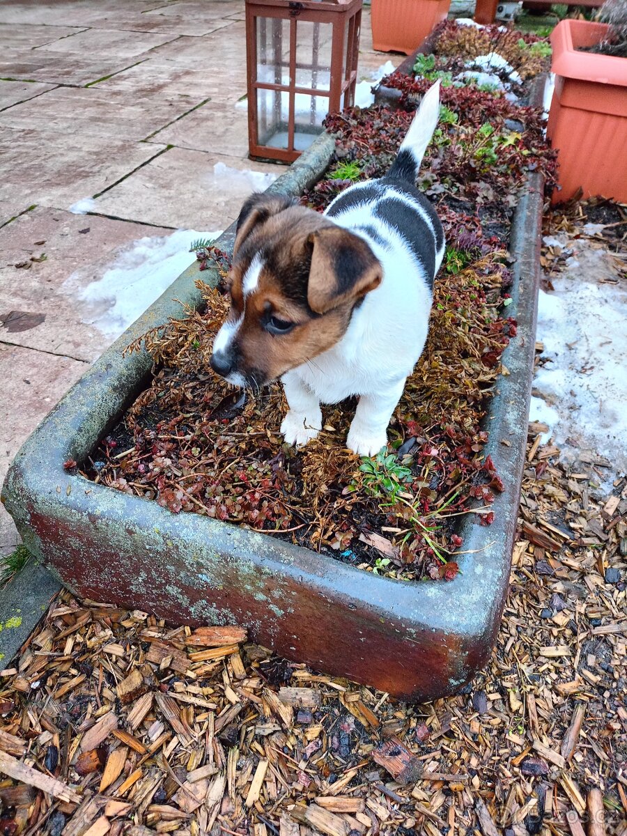 Jack Russel terier - 4