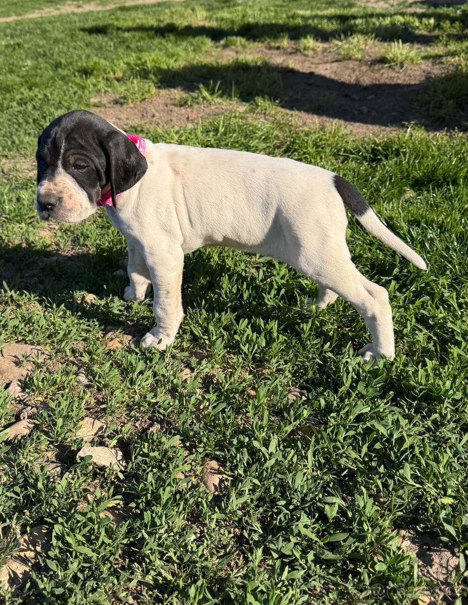 POINTER, stěňata bez P.P. - 4