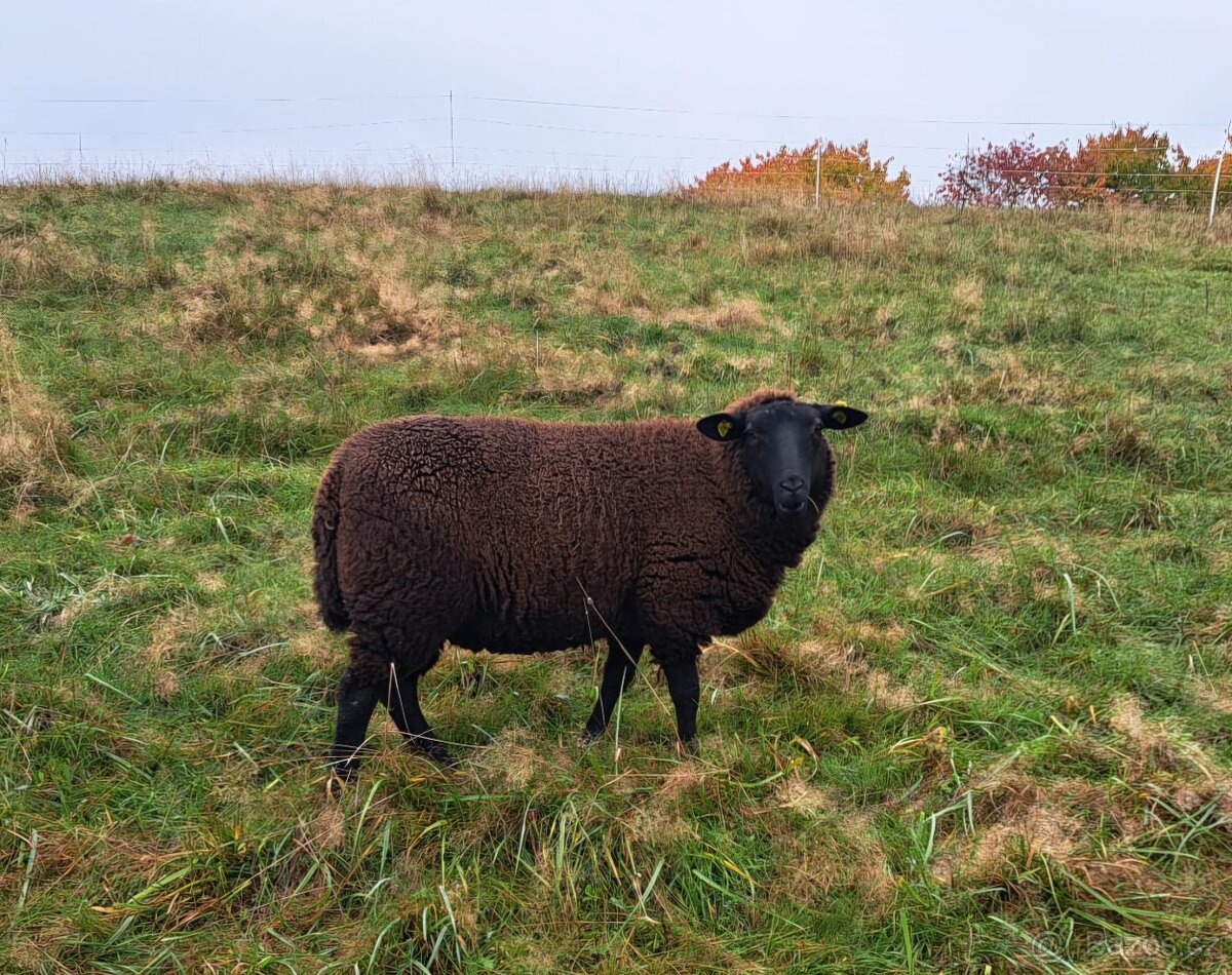 Jehničky - Texel + Zwartbles - 4