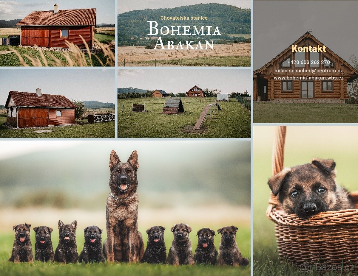 Vlkošedé štěně německého ovčáka - 4