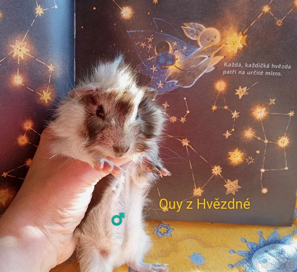 Morčátko CHS Z Hvězdné Liberec - 4