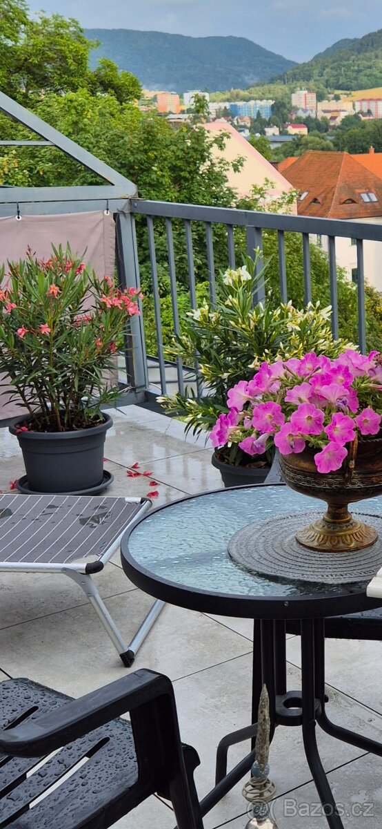 2× VZROSTLÝ OLEANDR cca 105 cm - 4