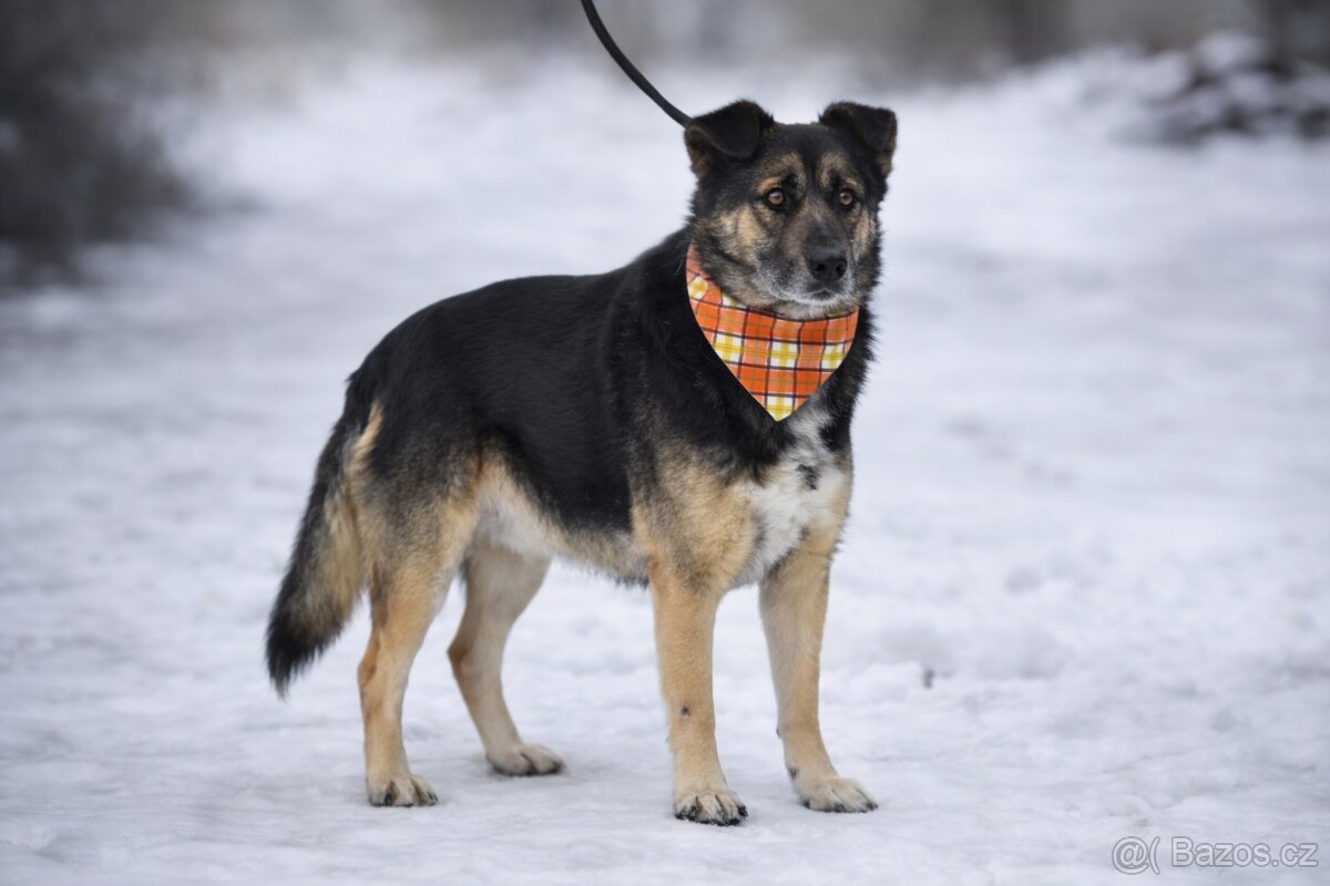 Erbo hledá domov - 4