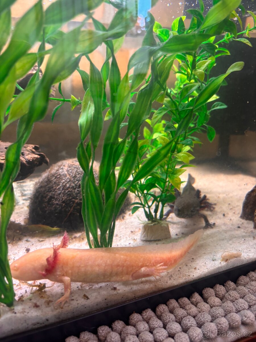 Axolotli + akvarium SPĚCHÁ - 4