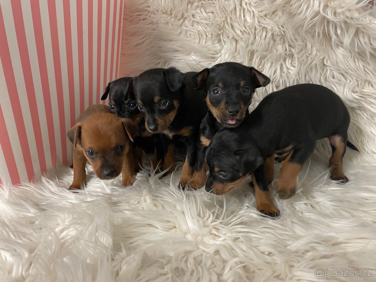 Pražský krysařík - 4