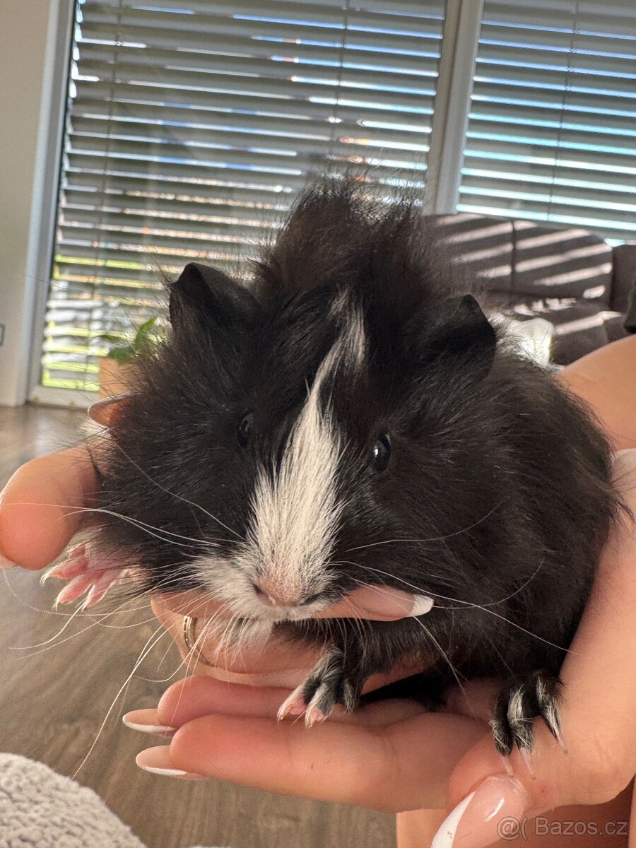 Darujeme mláďata morčat - 4