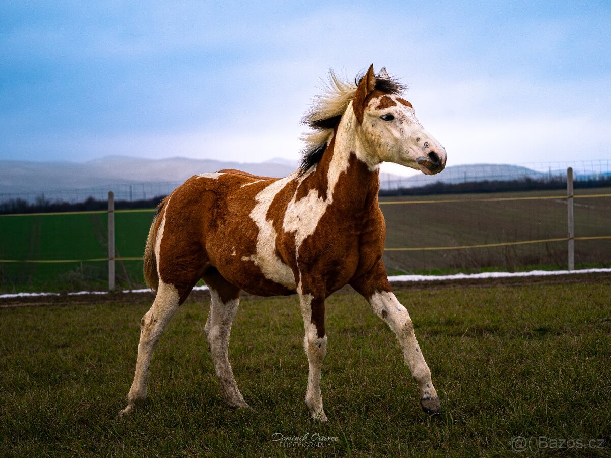 American Paint Horse - 4