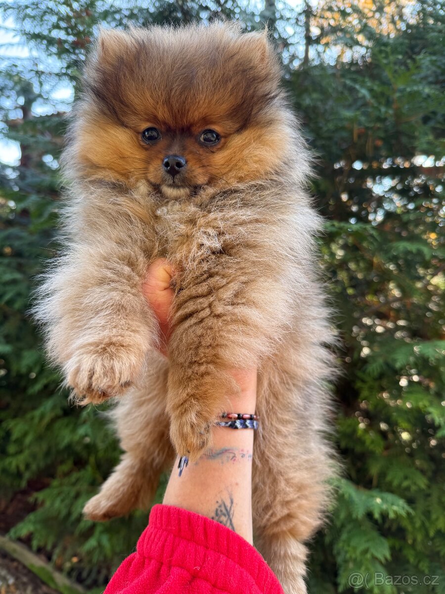 POMERANIAN S PP - 4