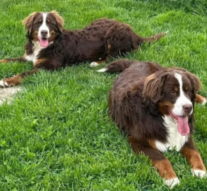 Bernský salašnický pes- havana - 4