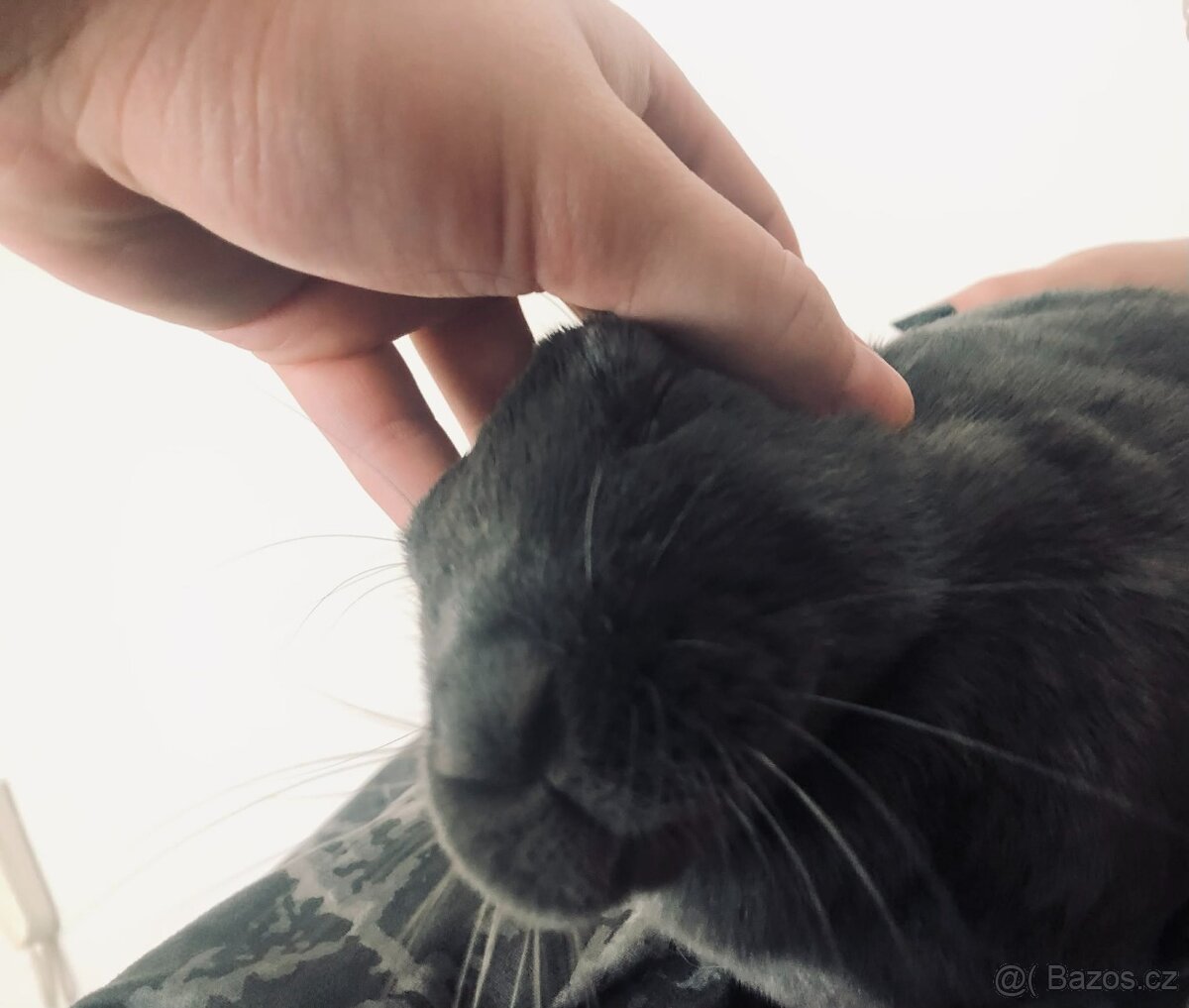 Zakrslý králíček - 4