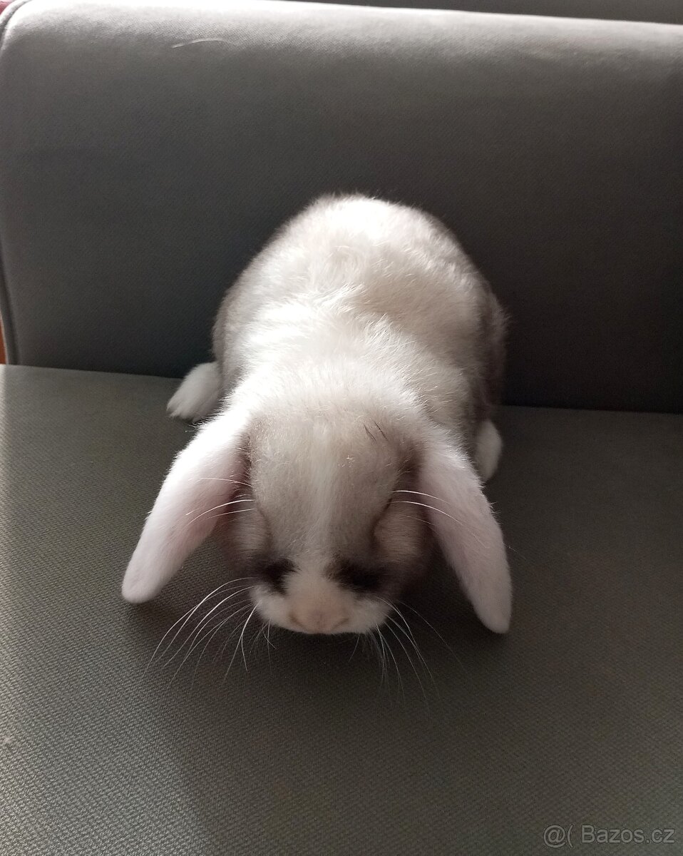 Zakrslý beránek králíček - 4