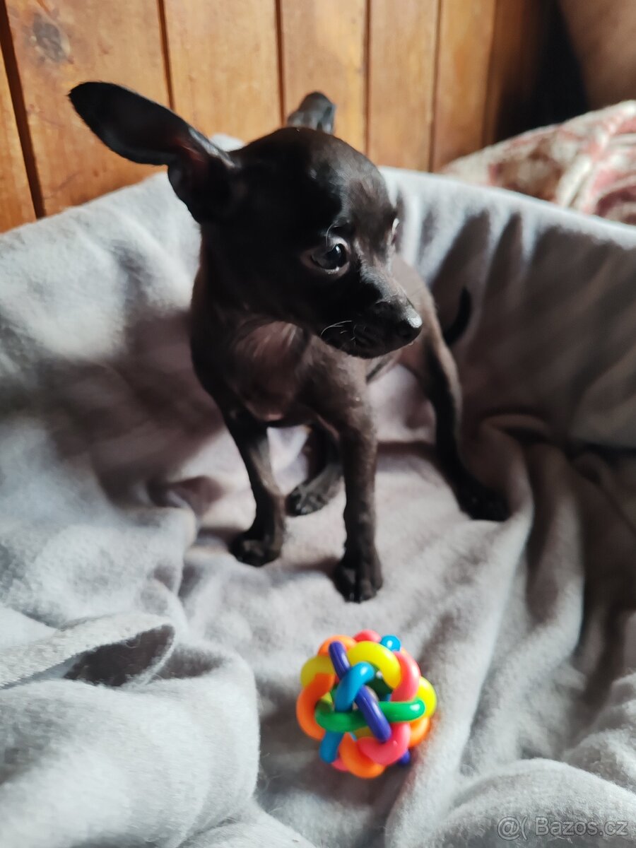 Pražský krysařík - štěňátka - 4