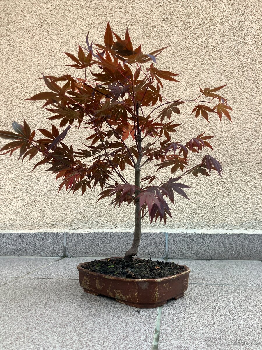 Bonsai, Bonsaj, japonský javor - 4