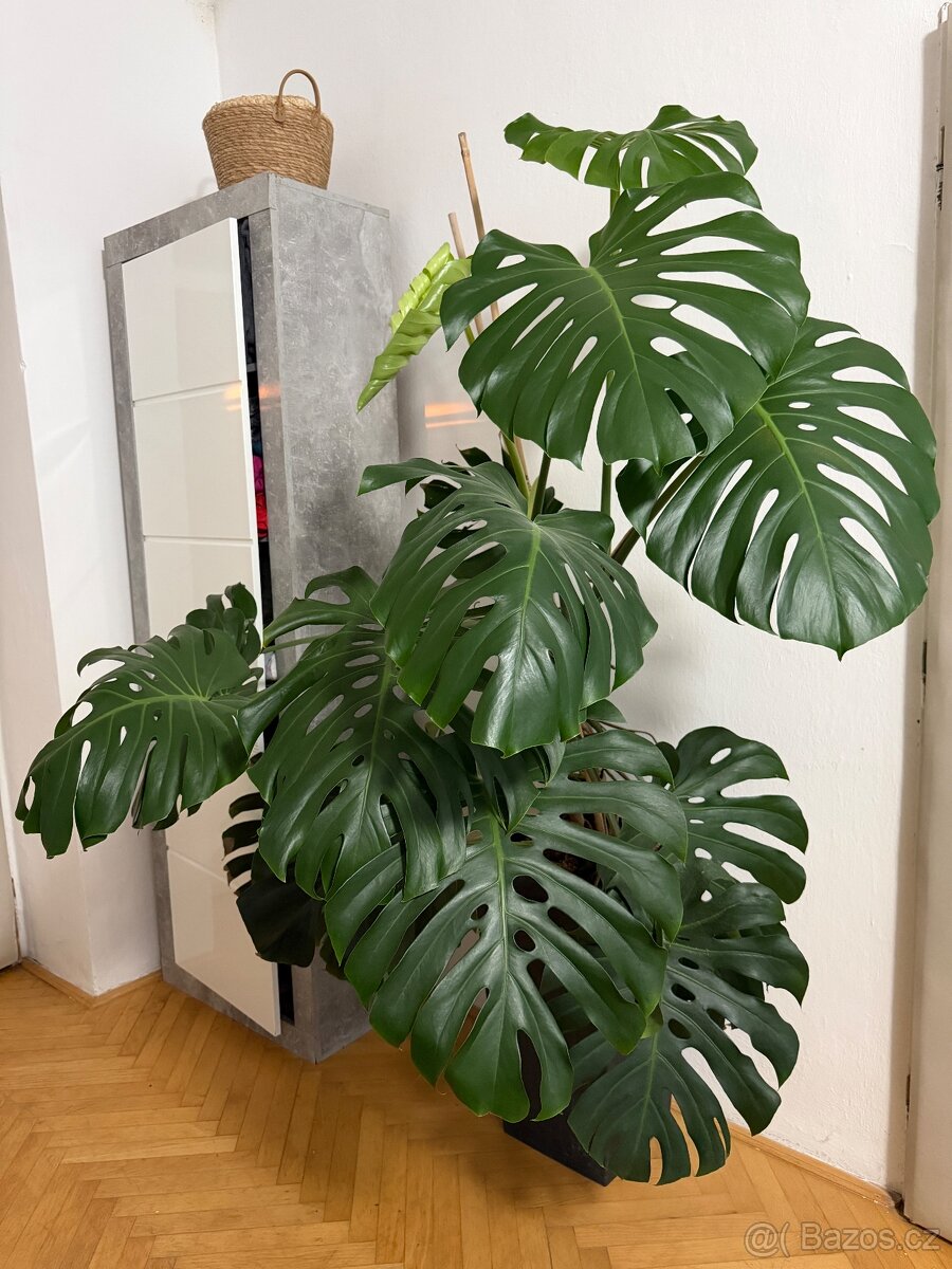 Monstera - 4