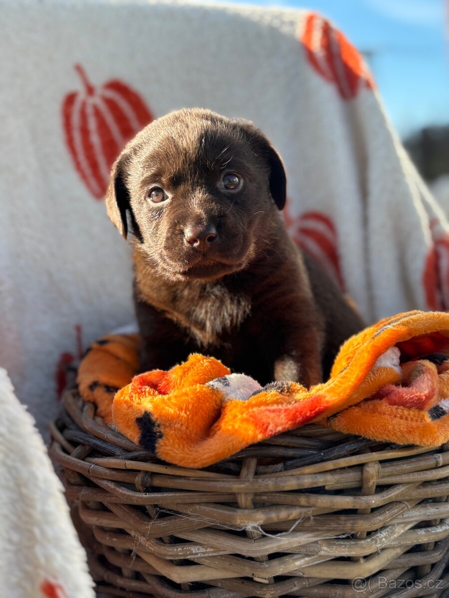 Labradorský retrívr s PP- kluci čokoládová - 4