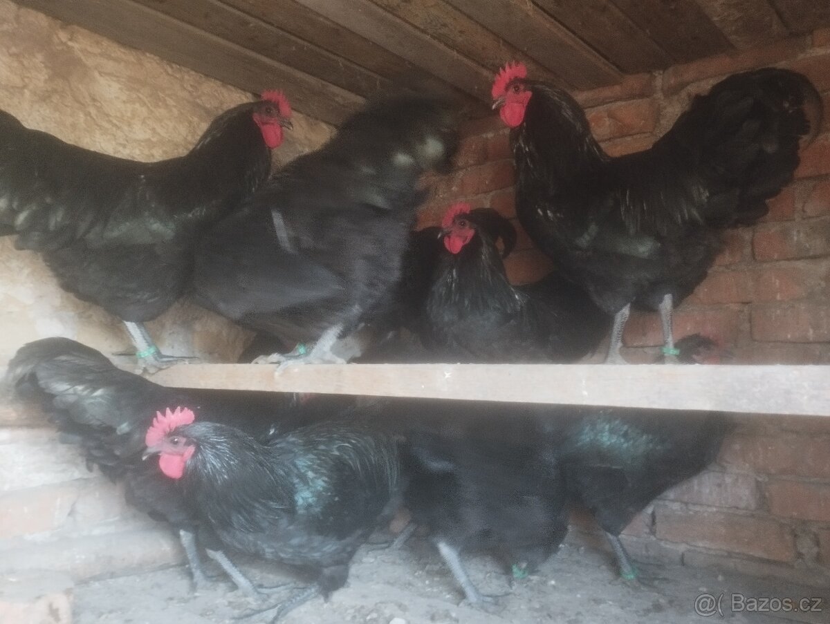 Kohouty Australky černé velké - 4