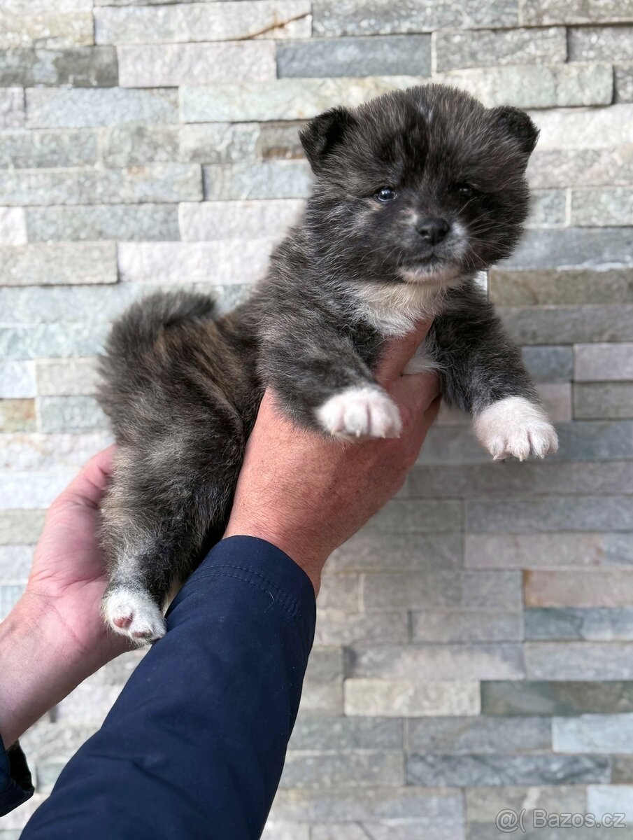 Akita Inu s průkazem původu (PP) - FCI & AKIHO - 4