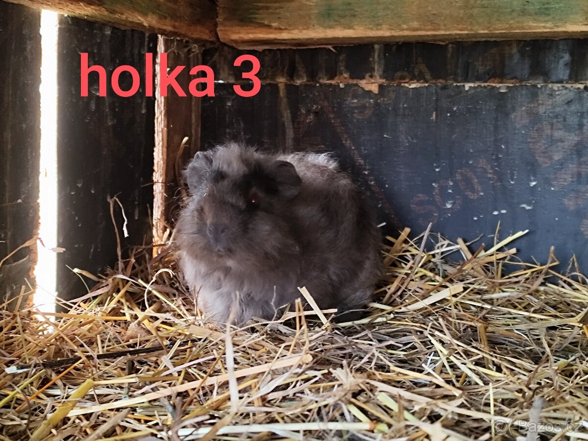 morče, morčátko - 4