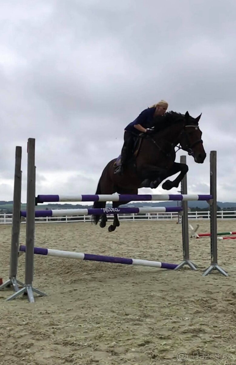 Prodám 10-ti letou klisnu teplokrevného typu - 4