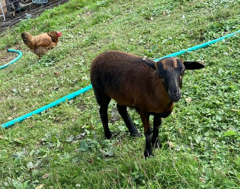 Kamerunska jehnička - 4