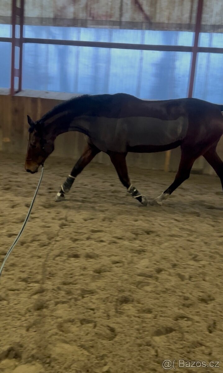 Hannoverská klisna - 4