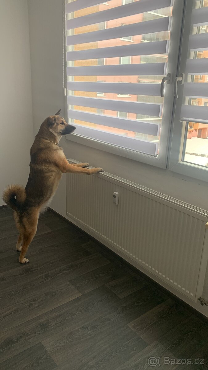 Daruji roční fenku - 4