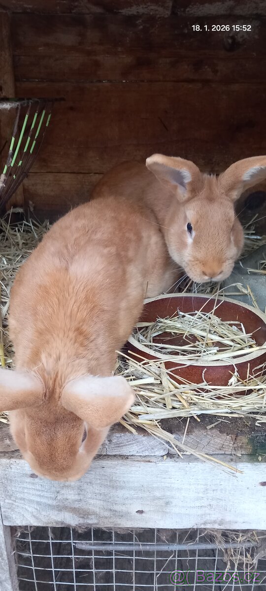 Prodám králíky - 4