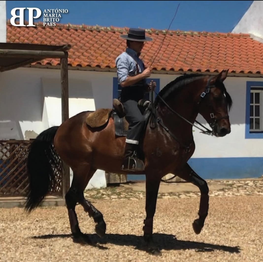 Lusitano hřebec - připouštění - 4