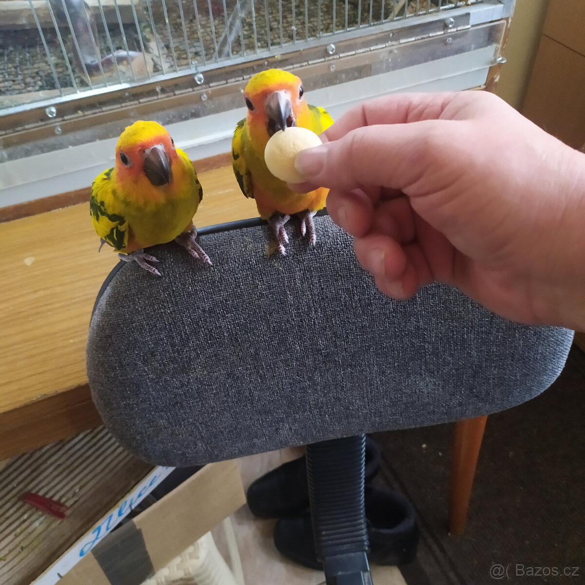 Ručně dokrmené Aratinga sluneční - 4