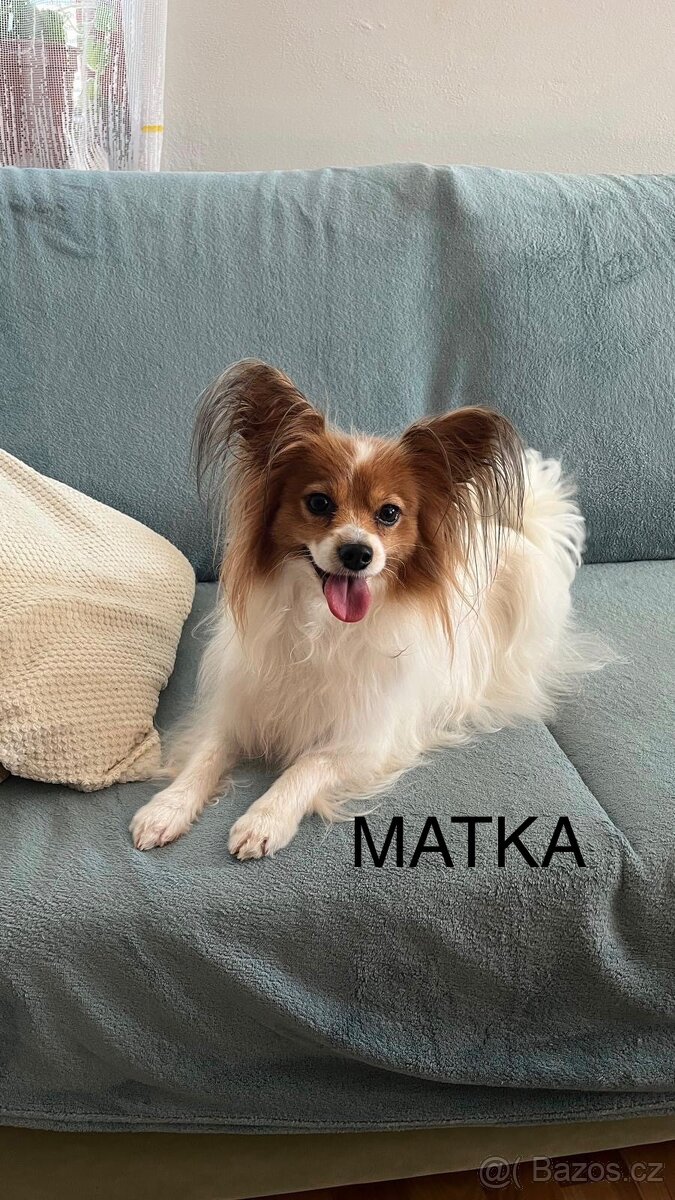 Štěně Papillon s PP chlapeček Figaro ❤️ - 4