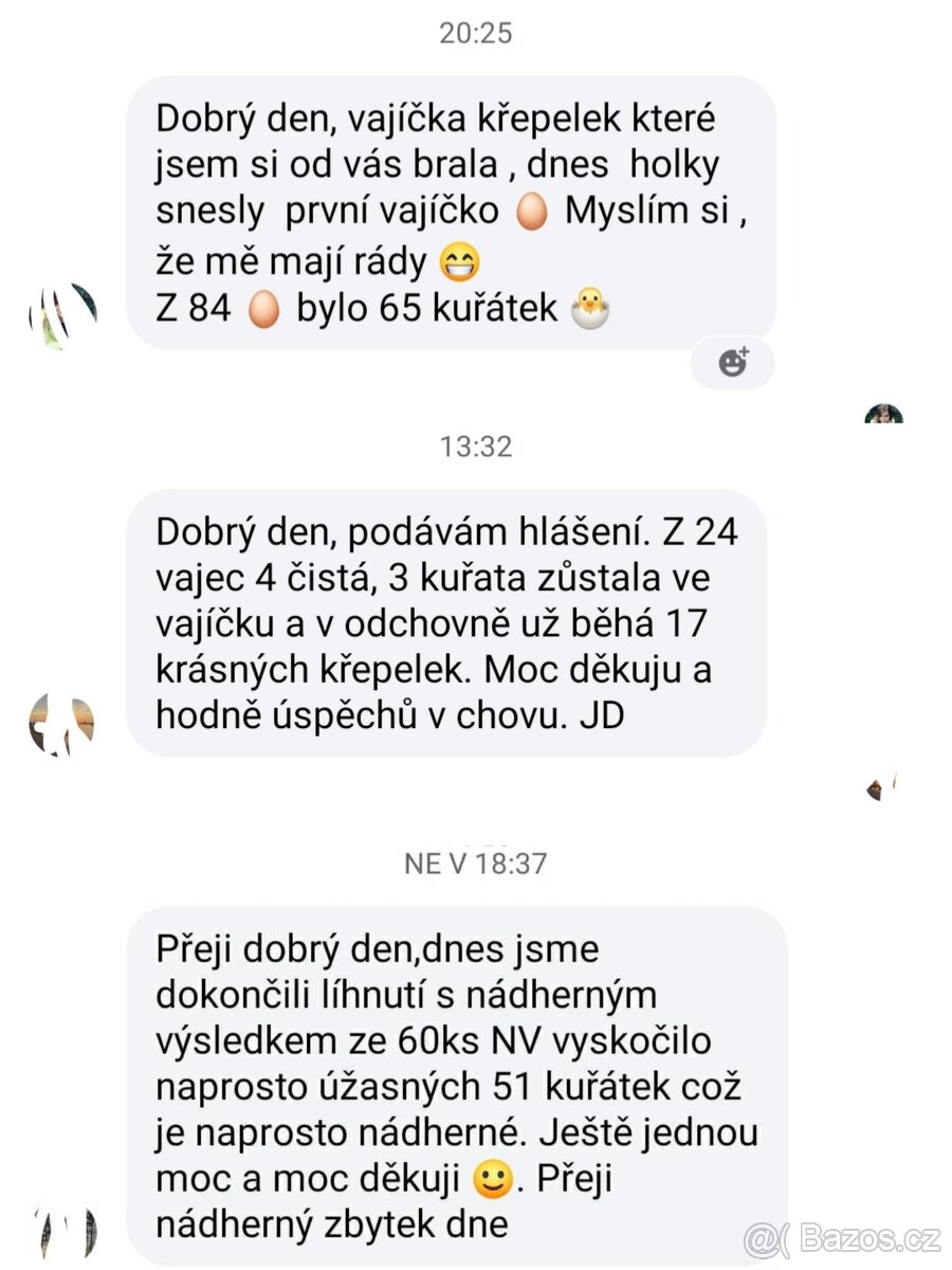 Křepelčí násadová vejce - 4