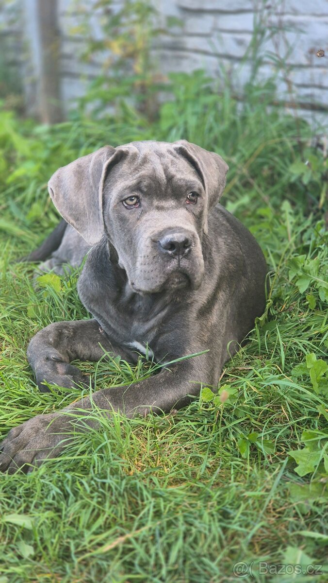 Cane corso s PP - 4
